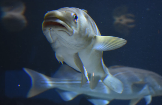 Nýtt viðmiðunarverð 3. febrúar 2021